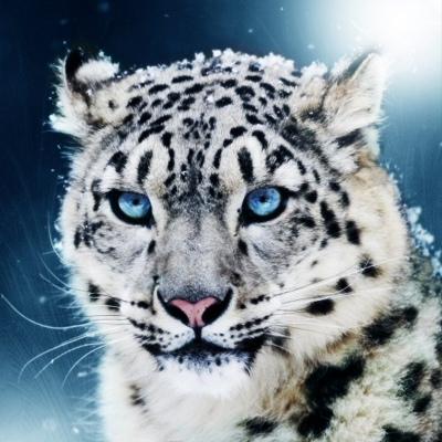 Наталья Котова